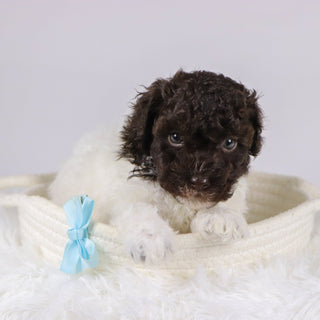 Windy - Available 11/26