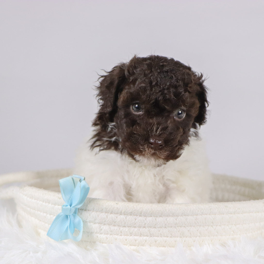 Windy - Available 11/26