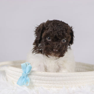 Windy - Available 11/26