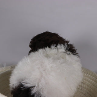 Windy - Available 11/26