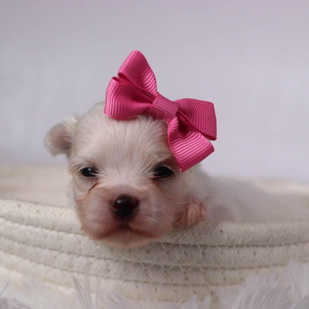 Wine - Available 11/26