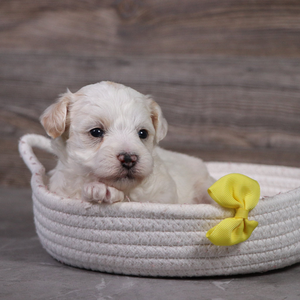 Winston - Available 5/14