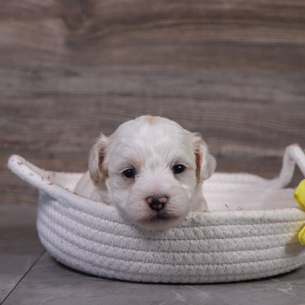Winston - Available 5/14