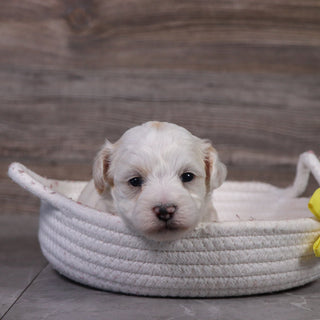 Winston - Available 5/14