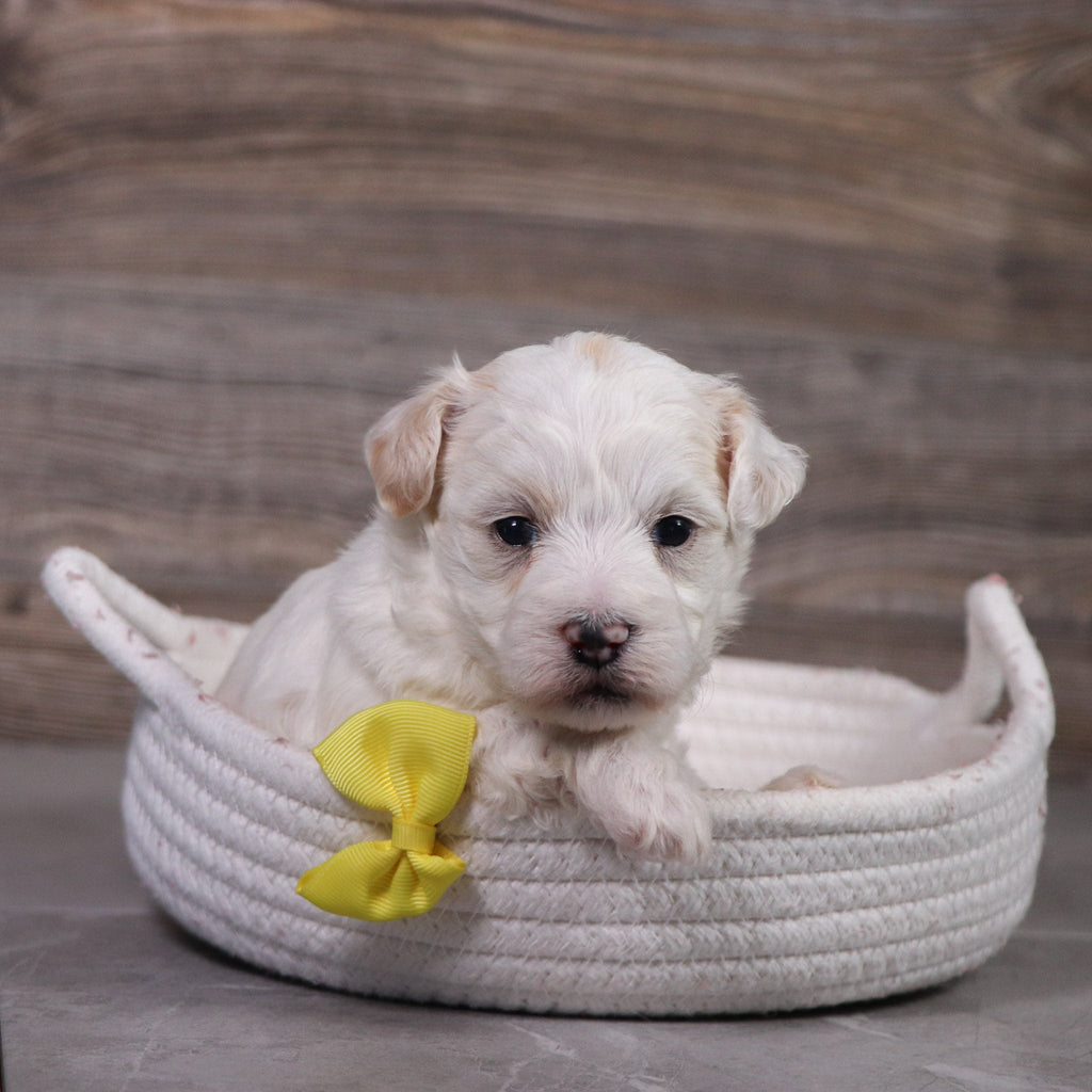 Winston - Available 5/14