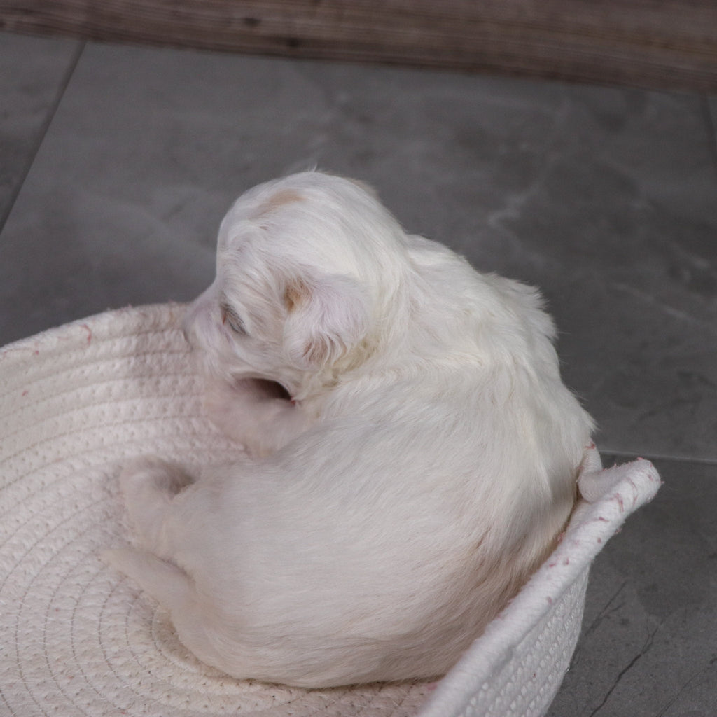 Winston - Available 5/14