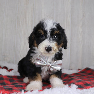 Winston - Available 12/17