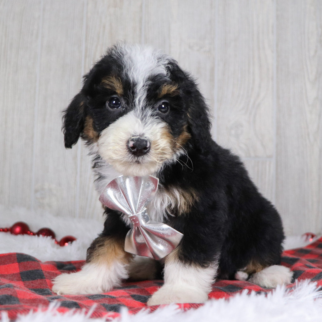 Winston - Available 12/17