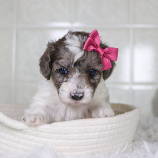 Wren - Available 2/4