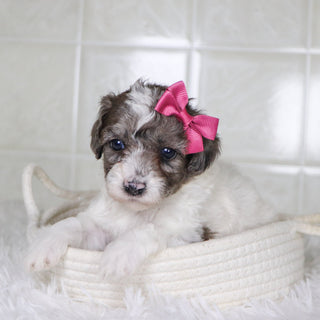 Wren - Available 2/4