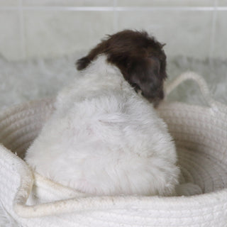 Wren - Available 2/4