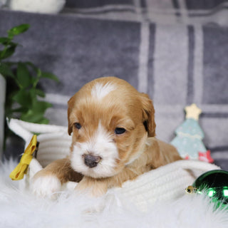 Yolo - Available 1/14