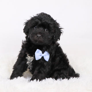 Zeb - Available 11/12