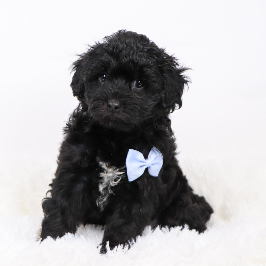 Zeb - Available 11/12