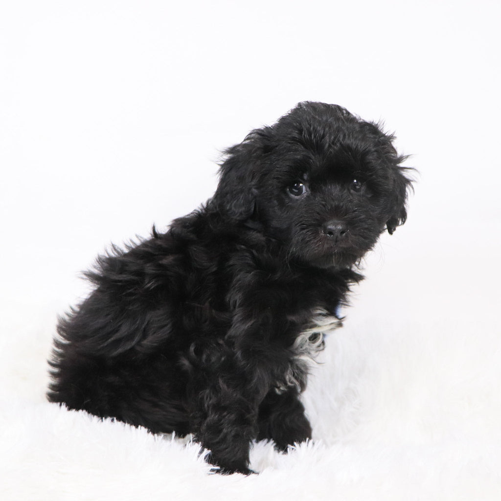 Zeb - Available 11/12