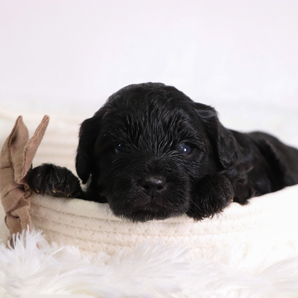 Zeb - Available 11/12