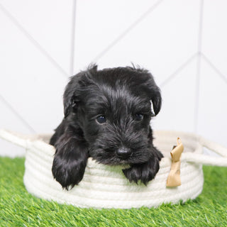 Zest - Available 2/4