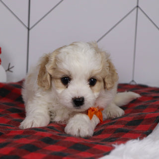 Ziggy - Available 1/8