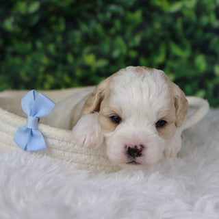 Ziggy - Available 1/8