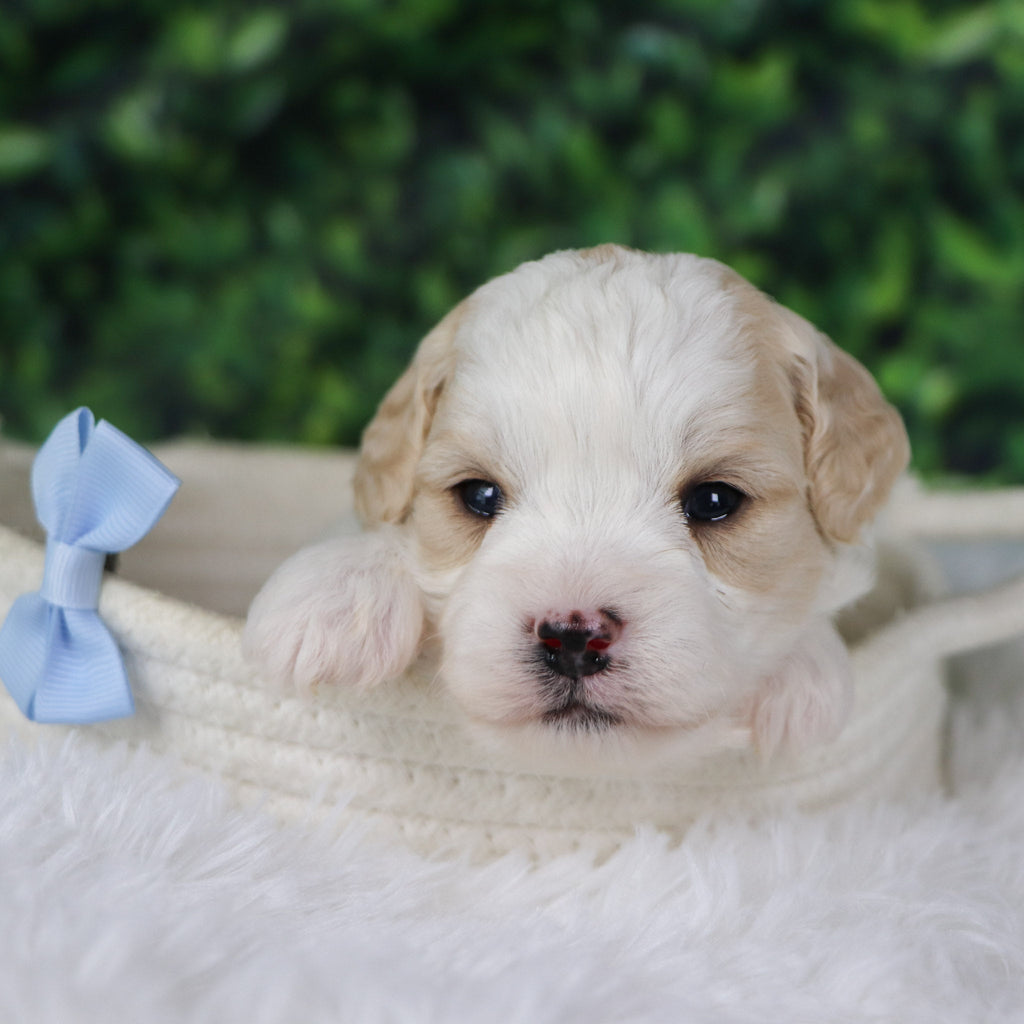 Ziggy - Available 1/8