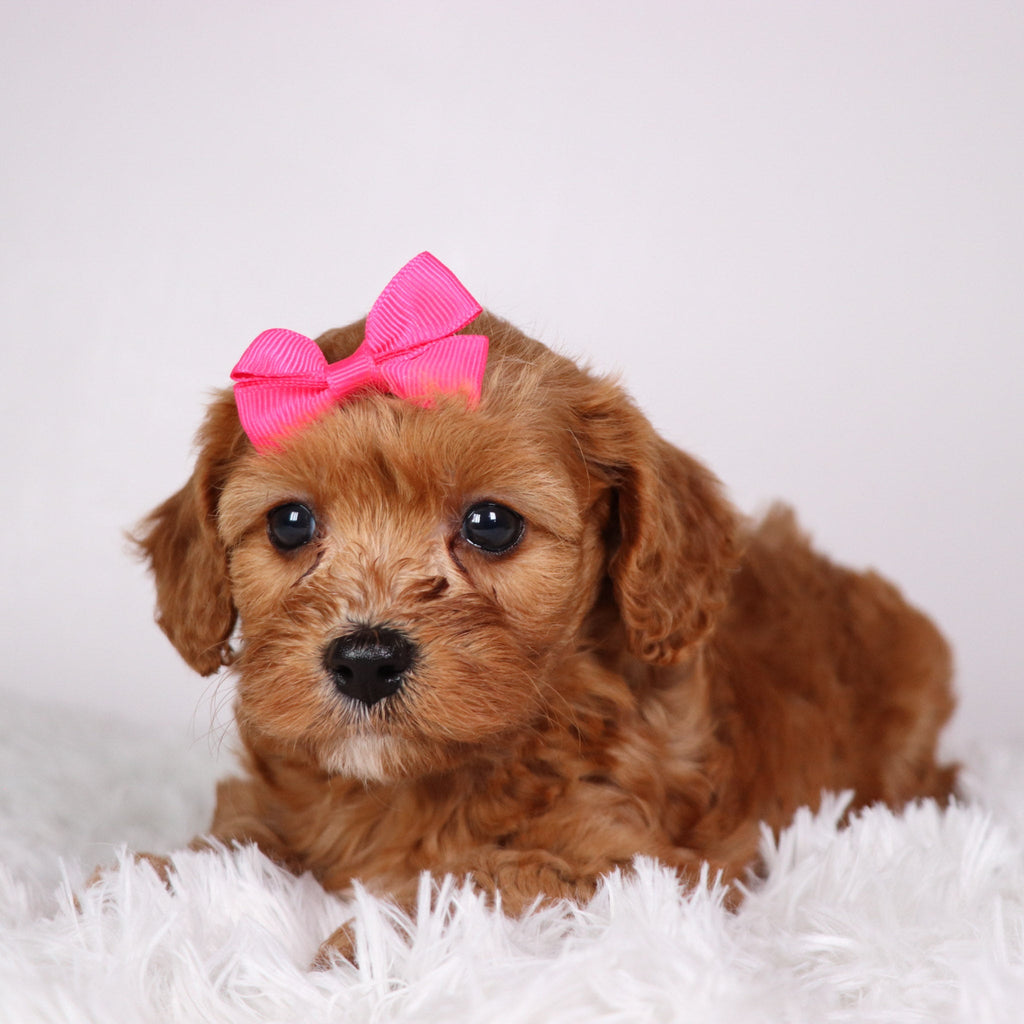 Zoey - available 11/5