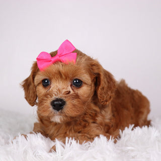 Zoey - available 11/5