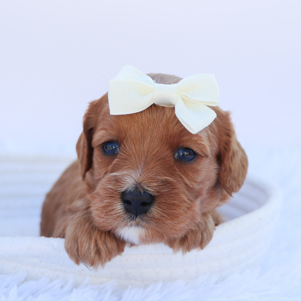 Zoey - available 11/5