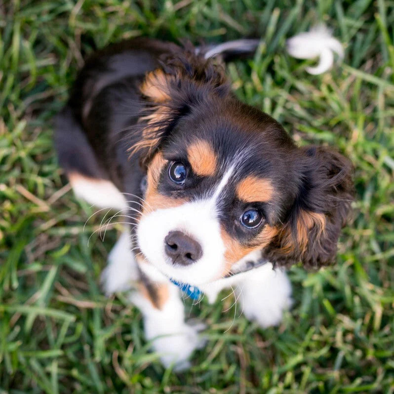 Puppy Training Packages