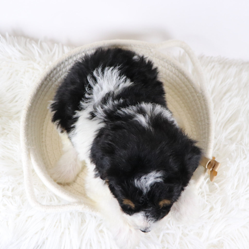 Caleb - Available 12/17