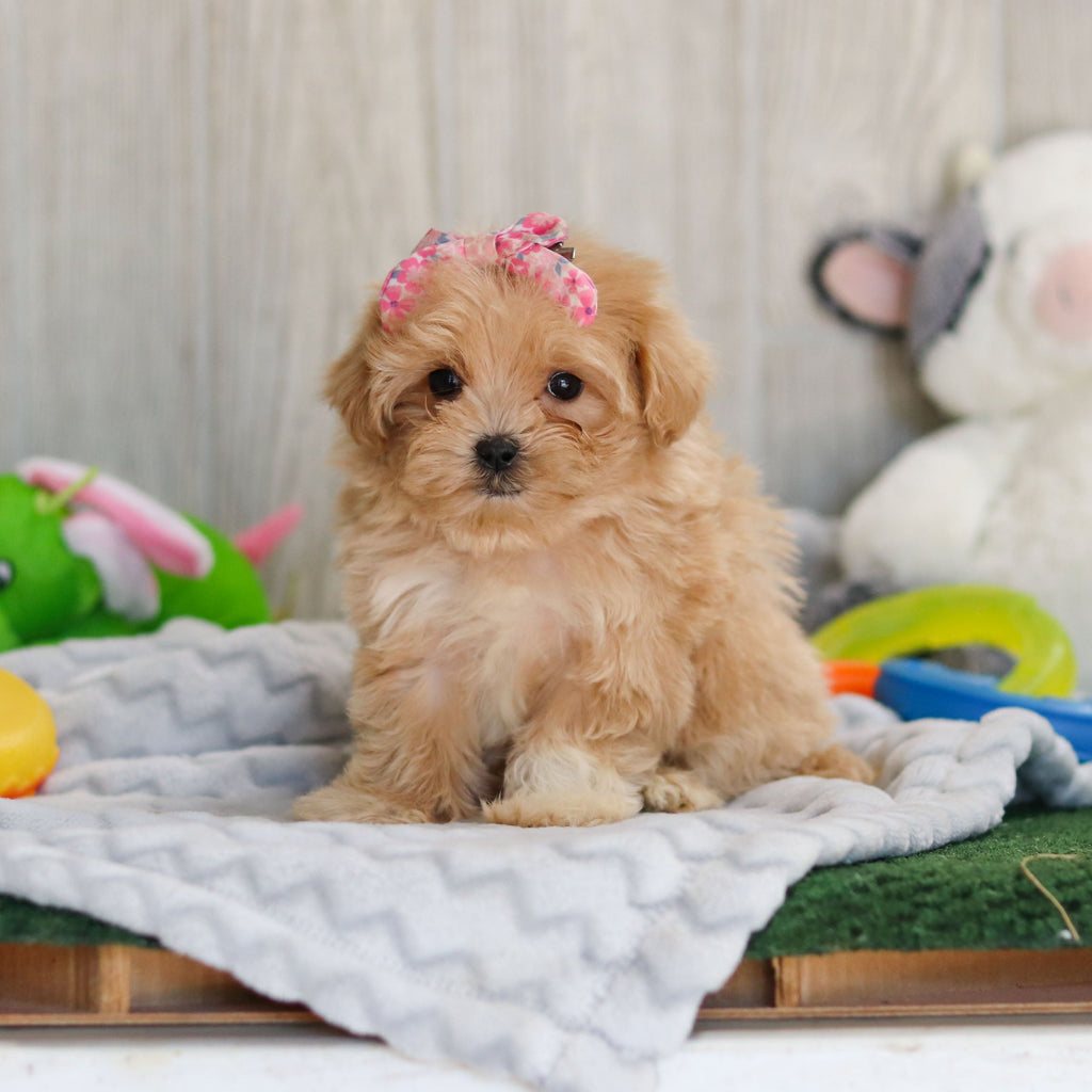 Didi - Available Now