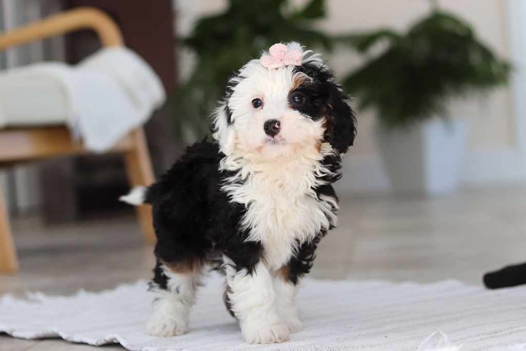 Hazel - Available Now