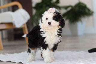 Hazel - Available Now