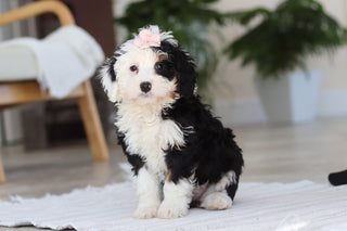 Hazel - Available Now