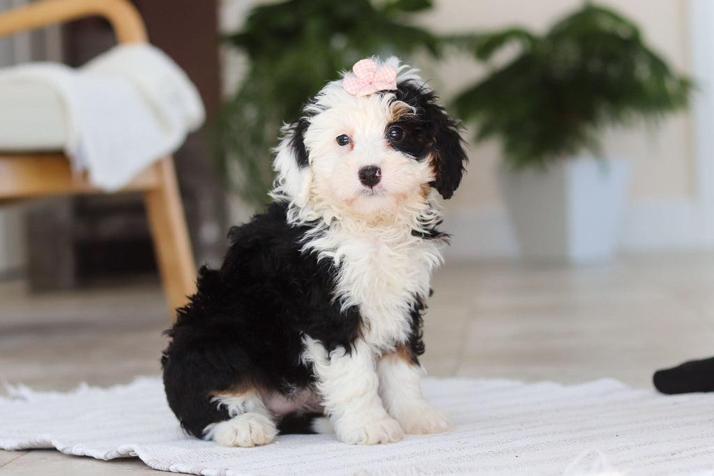 Hazel - Available Now