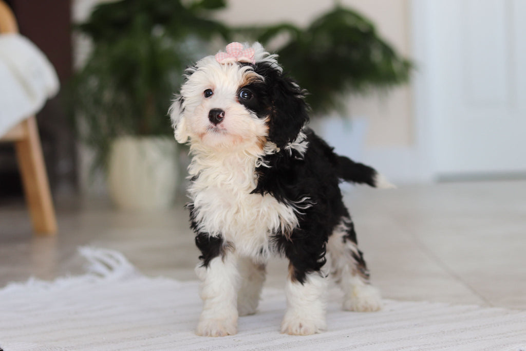 Hazel - Available Now