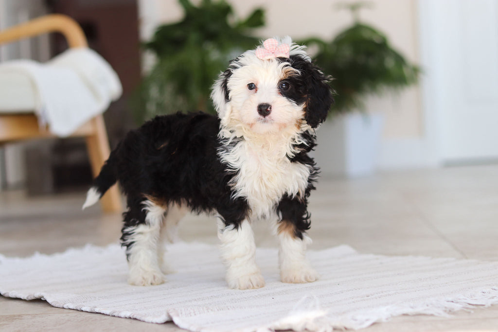 Hazel - Available Now