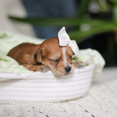 Perla - Available 4/30