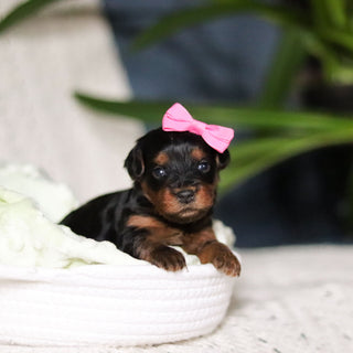 Cleo - Available Now