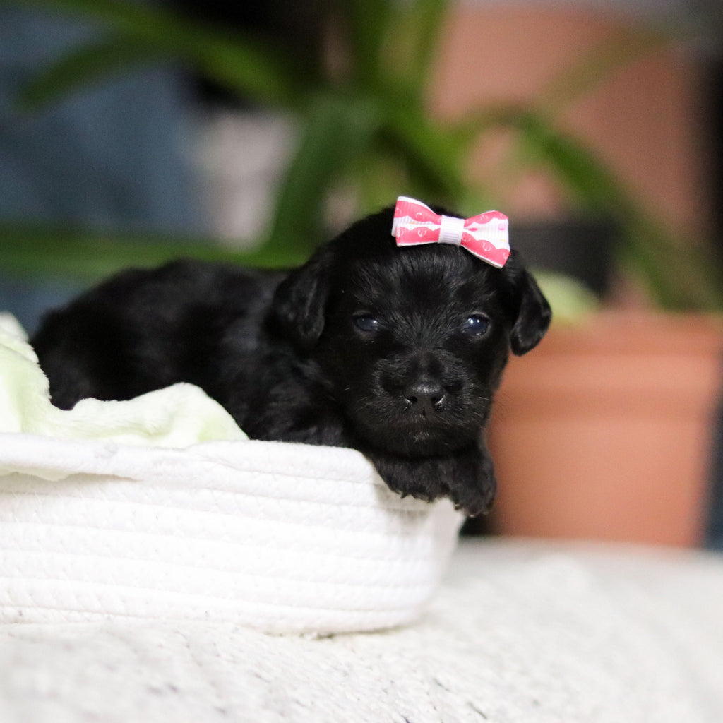 Nala - Available May 7