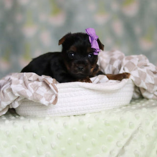Starlet - Available 6/25