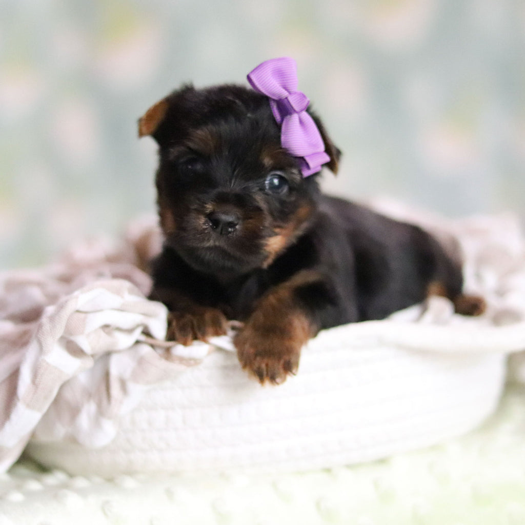 Starlet - Available 6/25