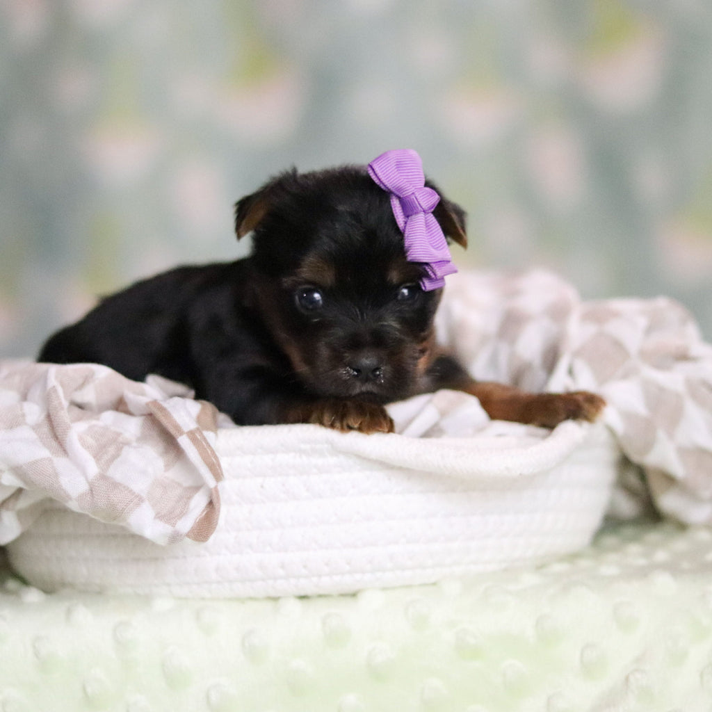 Starlet - Available 6/25
