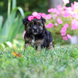 Sunny - Available 8/6