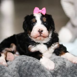Wendy - Available 4/30