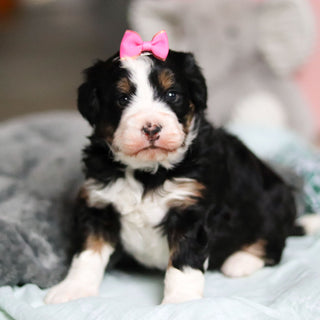 Wendy - Available 4/30