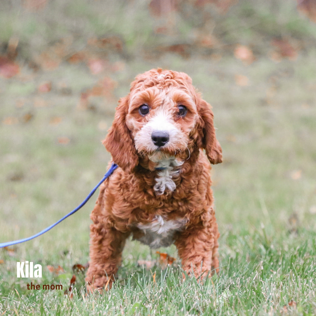 Murray - Available 12/17