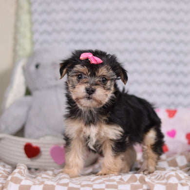 Zula - Available 2/12