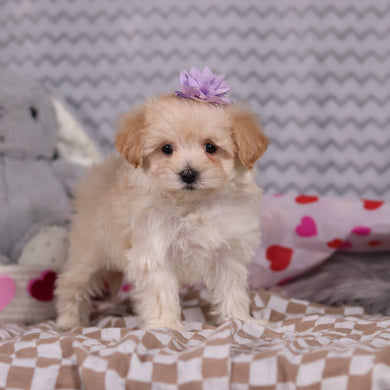 Dani - Available 2/12