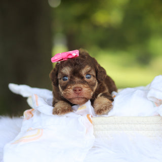 Mila - Available 8/20