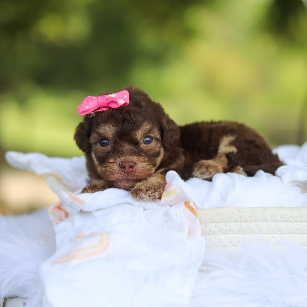 Mila - Available 8/20